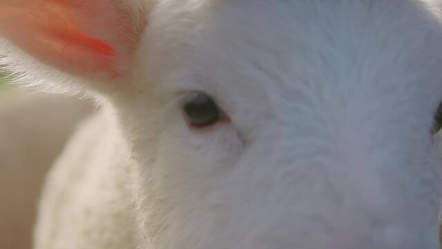 Close up shot of a cute spring lamb, Ambury farm, Auckland