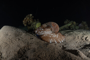 Octopus king of camouflage in the Red Sea, Eilat Israel 
