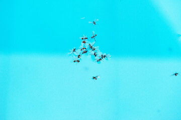 Fliegende Ameisen . Hochzeitsflug . Flying Ants . Nuptial flight