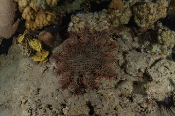 Coral reef and water plants in the Red Sea, Eilat Israel
