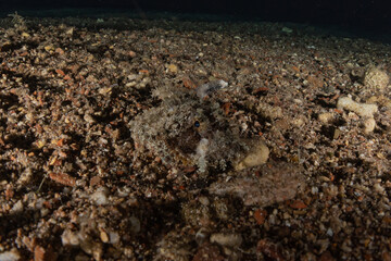 Fish swim in the Red Sea, colorful fish, Eilat Israel

