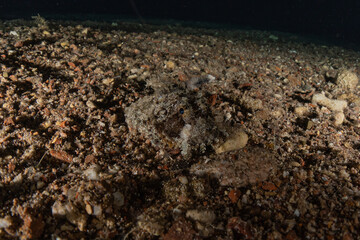 Fish swim in the Red Sea, colorful fish, Eilat Israel

