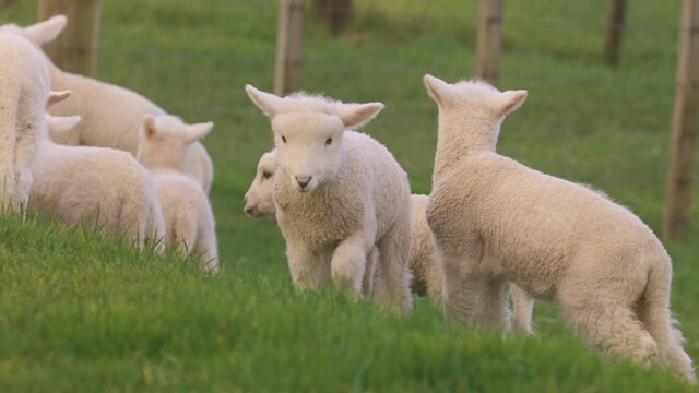 Playful spring lambs jumping in the field, Ambury farm, Auckland