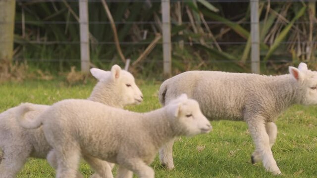 Playful spring lambs jumping in the field, Ambury farm, Auckland