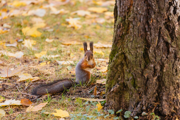 Fluffy adorable squirrel with orange fur in autumnal public park. Cute rodent in search of food, nuts or seeds. Close up, selective focus. Squirrel looking into camera. Sciurus vulgaris.