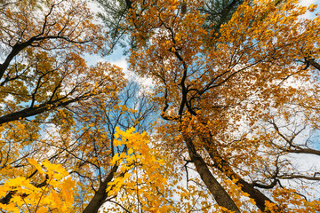 Wide angle photo of colorful yellow and orange leaves and trees. Blue sky on background. Autumnal season. Golden maple foliage. Public park in the city. Autumn concept.