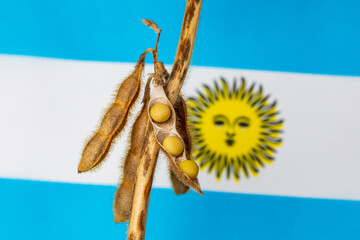 Soybean pod and plant by Argentina flag. Soybean trade, imports, exports and farming concept