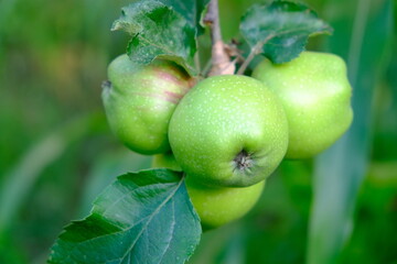 Green apples on tree, Close up gren apples photo