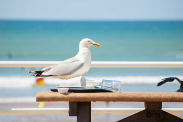 Seagull on a picnic bench by the sea in England