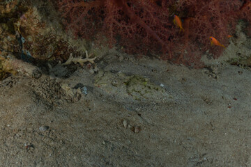 Fish swim in the Red Sea, colorful fish, Eilat Israel
