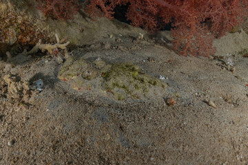 Fish swim in the Red Sea, colorful fish, Eilat Israel
