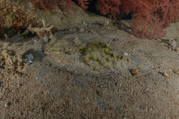 Fish swim in the Red Sea, colorful fish, Eilat Israel
