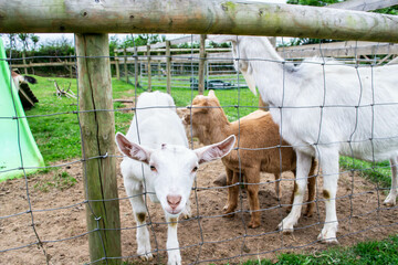 Closeup of a small goat on a farm in Devon, England