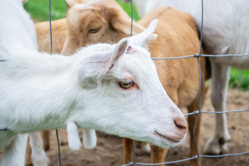 Obraz premium Closeup of a small goat on a farm in Devon, England