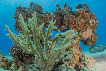 Naklejka na ściany i meble Coral reef and water plants in the Red Sea, Eilat Israel 