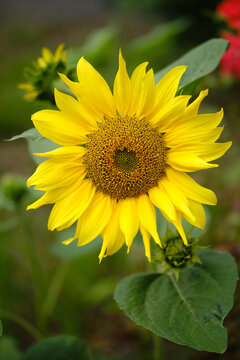 Close-up of sunflower in the garden.