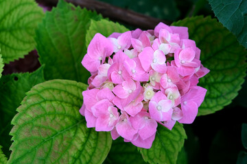 Beautiful bunch of hydrangea, pink flower, hydrangea