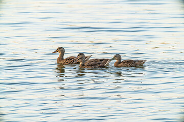 duck and ducklings swimming in the water