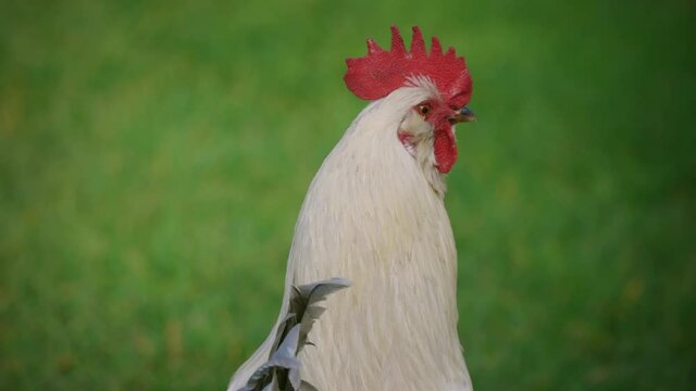 Close up shot of a White rooster crowing, Ambury farm, Auckland