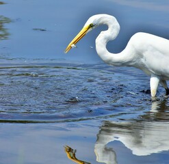 Egret at the lake