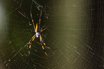 Golden Silk Orb Weaver Spider