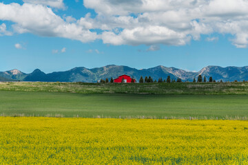 Typical Red barn in front of high Montana mountains and yellow field flowers in foreground © marchello74