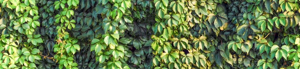 Heart-shaped grape leaves, devil's ivy, juicy leaves.