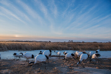 flock of grus japonensis