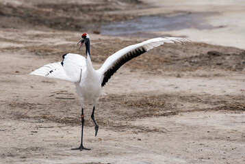 red crowned crane in the wild