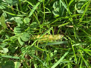 Grüne Raupe im Gras