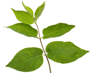 Twig with green leaves of Tatar honeysuckle, lat. Lonicera tatarica, isolated on white background