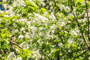 Gewöhnliche Traubenkirsche