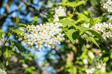 Gewöhnliche Traubenkirsche