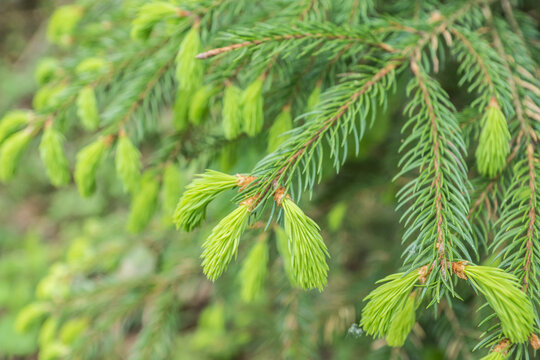 Frische Triebe im Fr&uuml;hling