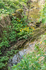 Wildbach mit Sumpfdotterblumen