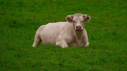 The cow is carving grass. A white cow sleeps in a green meadow.