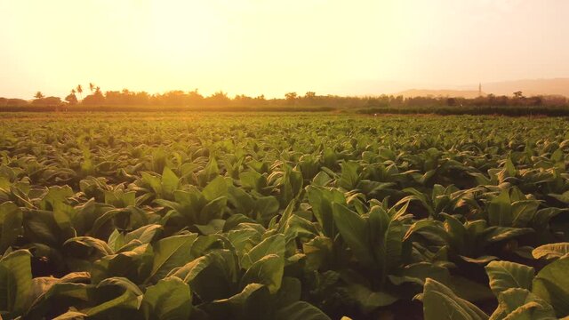 Aerial view above tobacco field landscape in the evening at countryside of Thailand, Drone flight shots