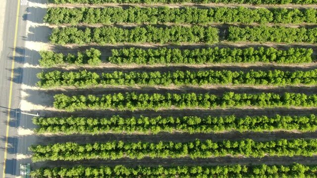 Aerial Shot Yellow Peach Farm San Joaquin Valley Forward California USA