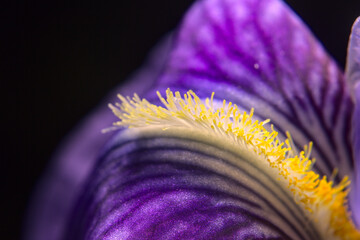 flor purpura orquidea, petalos morados filamentos amarillos