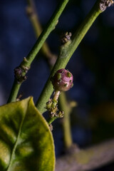 flor de limon lleno de pulgones verdes