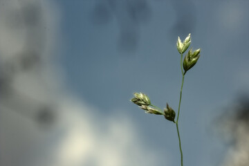 flores y maleza variada, flores pequeñas, hojas