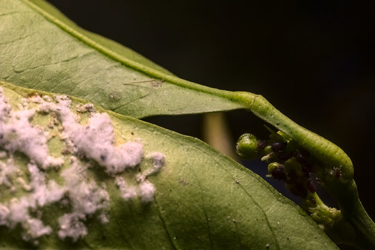 flores de naranjo con plaga y pulgones
