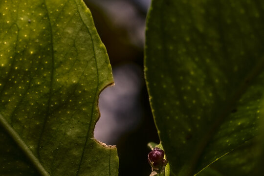 hojas que simulan una conversacion, hojas carcomidas