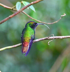 Coppery-headed emerald hummingbird (Microchera cupreiceps), endemic of Costa Rica.
Found resting on a branch sticking his tongue out in the cloudforest.