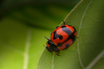 ladybug on a leaf