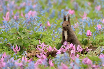 【北海道】エゾリスとカタクリの花