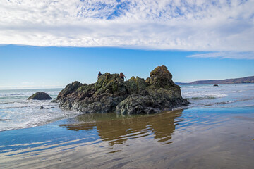 Southern sea otters enjoying life on the Central California Coast