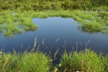 A small pond surrounded by green grass. The water surface. Close-up.