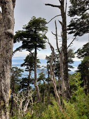 Fototapeta premium tree in the forest