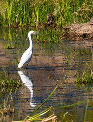 Snowy Egret